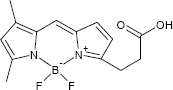 BODIPY FL