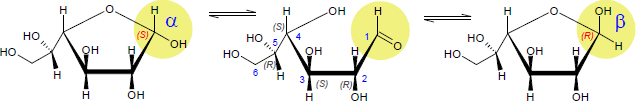 D-Galactose-Furanose