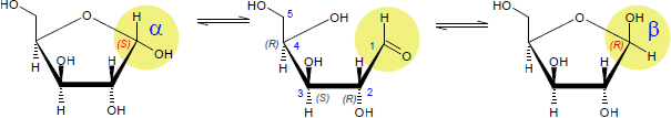 D-Xylose-Furanose