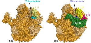 Thiostrepton