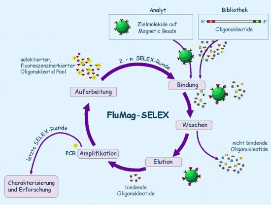 SELEX Verfahren