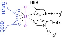 Uran bindendes Protein