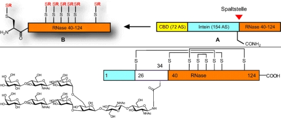 Semisynthese einheitlicher Glycoproteine