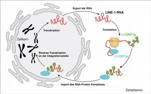 Retrotranspositionszyklus des humanen LINE-1-Elementes