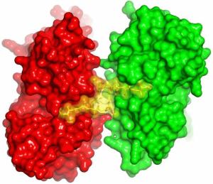 Durch Rhizopodin gebundene Aktin-Moleküle