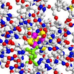 IspH-Protein