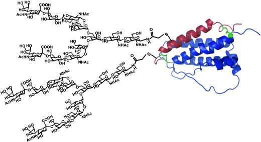 EPO-Analogon, das zwei humane Sialyloligosaccharide enthält