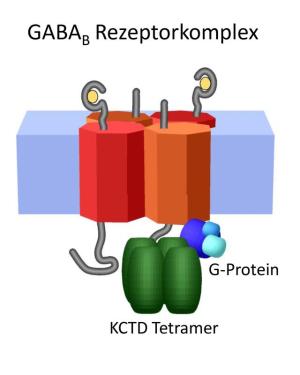GABA-B-Rezeptorkomplex