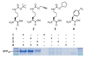 Einbau zwei verschiedener nichtnatürlicher Aminosäuren in ein Protein