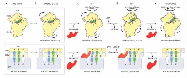 Proteinsynthese