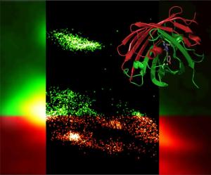 mIrisFP: Protein mit doppeltem Lichtschalter