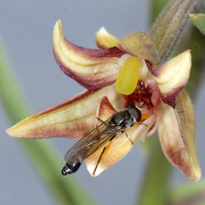 Epipactis veratrifolia