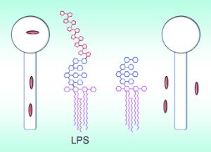 Lipopolysaccharid-Struktur