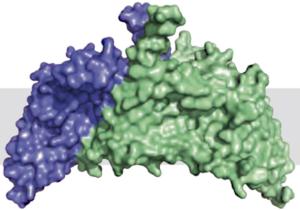 ChbC-Dimer