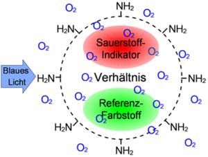 Intrazellulärer Sauerstoff-Indikator