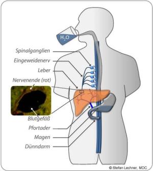 Blutdruckregulation durch Wassertrinken