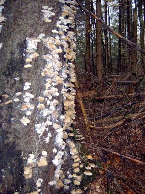 Holzzerstörender Pilz