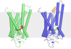 Rhodopsin