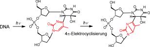 Bildungsmechanismus Dewar-Schäden