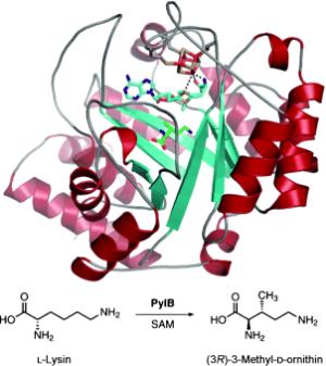 Pyrrolysin Biosynthese