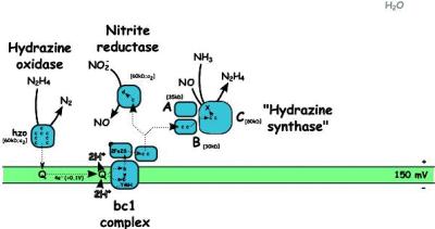 Anammox Mechanismus