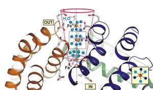 Molekulare Struktur des Enzyms N-Acyl-Aminosäure-Hydrolase (AAH)