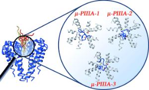 Conotoxin PIIIA