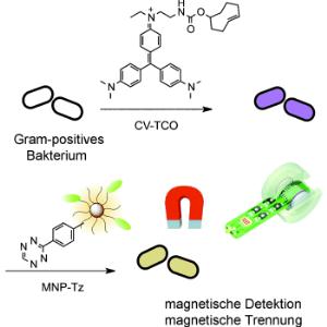 Magnetische Gram-Färbung