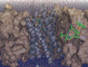 Enkephalin-Rezeptor