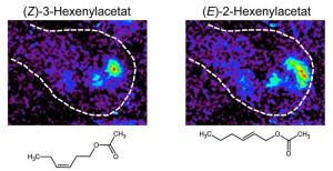 Calcium-Imaging im Gehirn