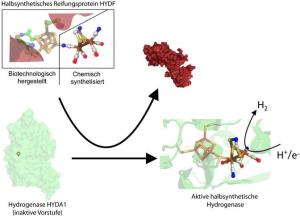 Halbsynthetische Hydrogenase