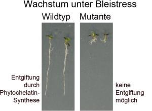 Bleistress bei Pflanzen