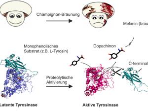 Braunwerden von Champignons