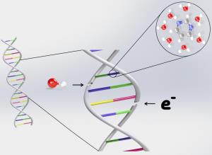 Elektronen verursachen DNA-Schäden