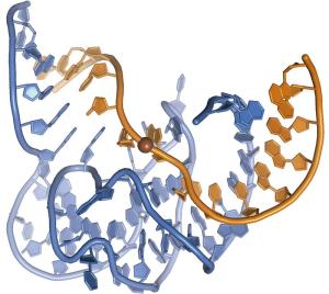 DNA-Enzym